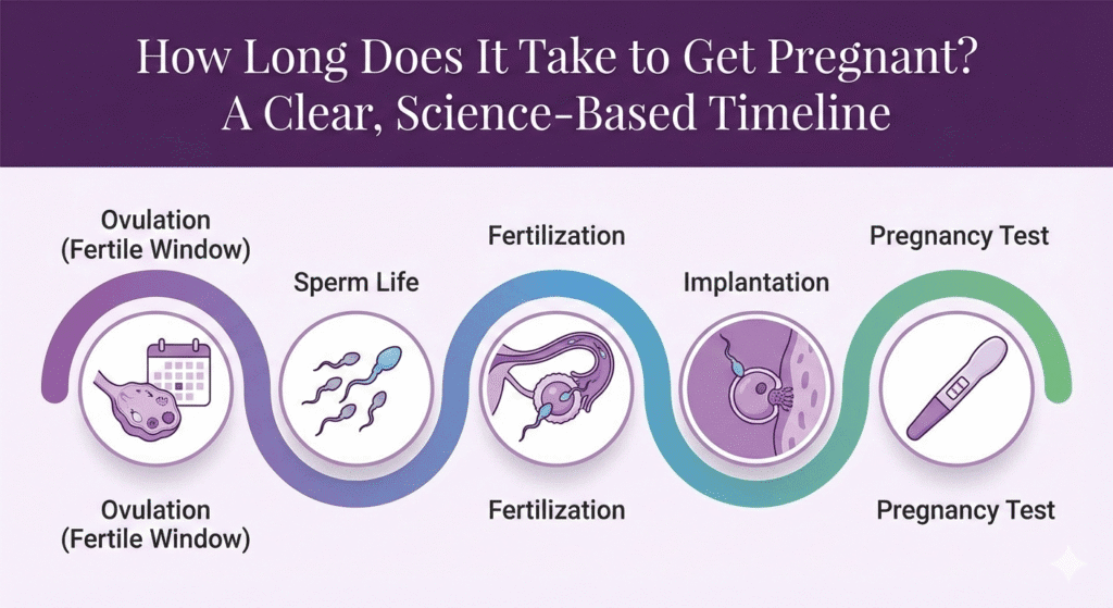 How Long Does It Take to Get Pregnant? A Clear, Science-Based Timeline