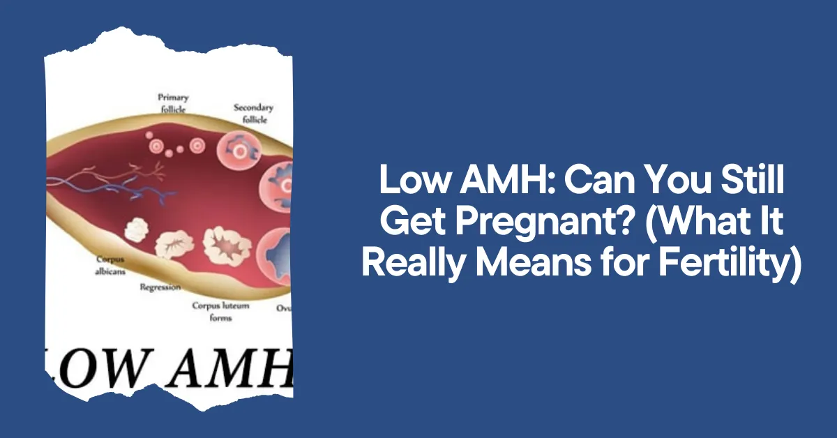 Low AMH Can You Still Get Pregnant What It Really Means For Fertility Fertiease